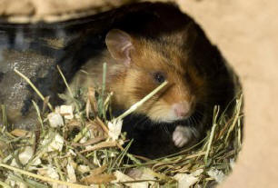 A tudósok felfedték Maim dombjainak titkait - az ügy rágcsálókban van