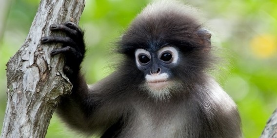 A tudósok be tudták bizonyítani, hogy a majmok emberről származnak