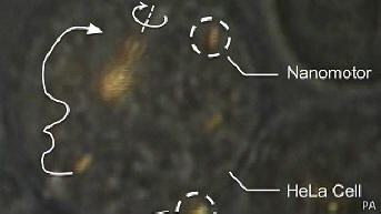 A tudósok képesek voltak irányítani a nanomotorokat egy élő cellában