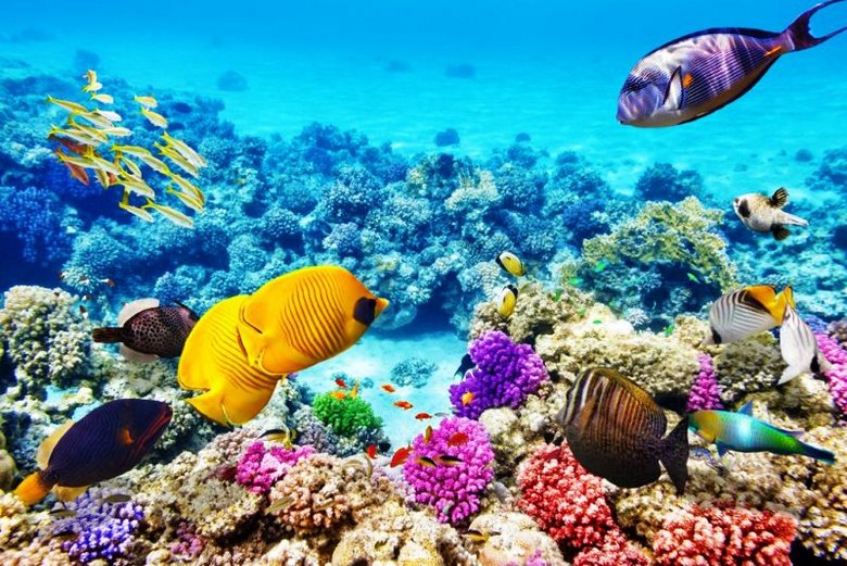 A tudósok megtanulják elpusztítani a halott korallzátonyokat