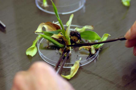 A genetikai tudós a GMO-k veszélyeiről