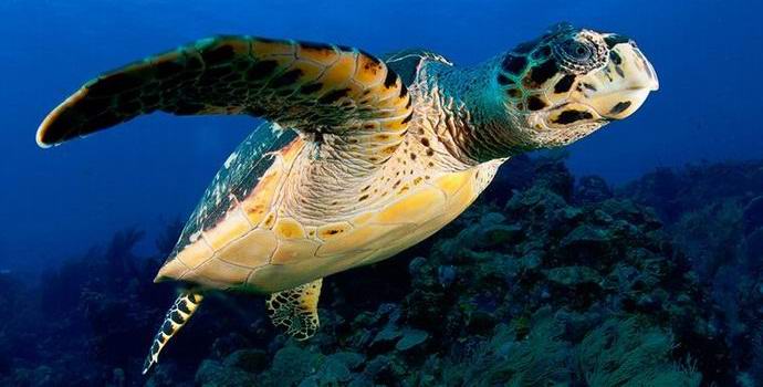 A tudósok megtalálták az egyetlen világító teknős a bolygón