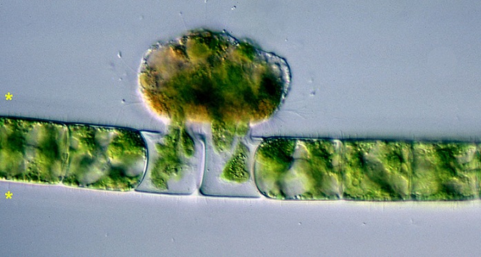 A tudósok őskori vámpír baktériumokat találtak
