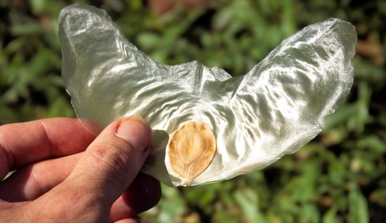 Csodálatos növény repülõ magvakkal