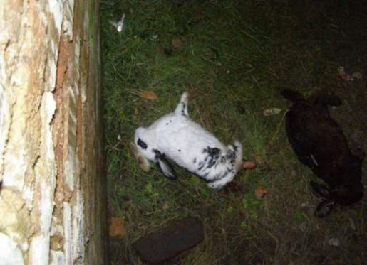 Az ukrán chupacabra hihetetlenül okos és figyelemre méltó ereje