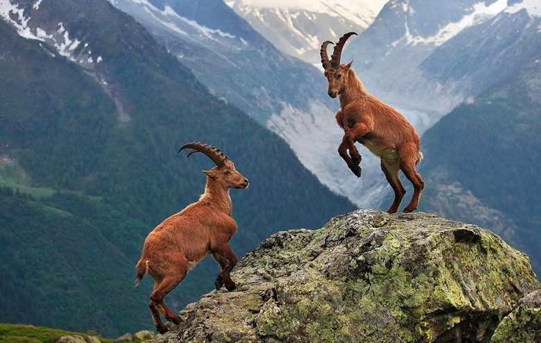 Intelligens és elképesztően képesek állatok