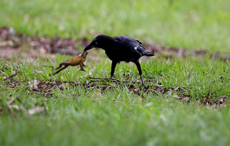 Az okos varjak még mérgező varangyokat is esznek - és semmit.