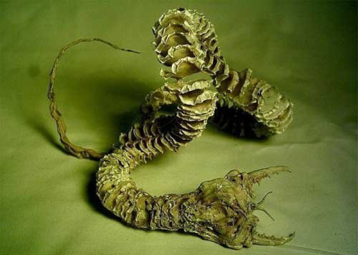 A mongol sivatag horrorja - olga-khorkha