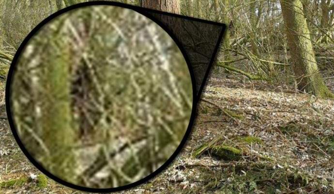 Nagylábú barangolás az amerikai erdőben