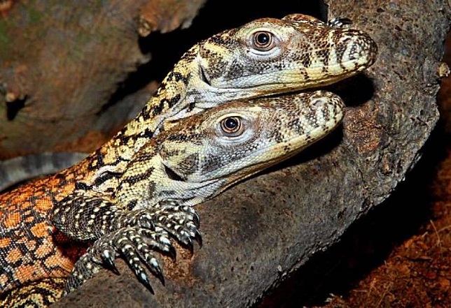 Az amerikai állatkertben egy nőstény gyík szülte magát