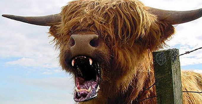 Amerikában a méhek és a tehenek rosszabbak, mint bármelyik ragadozó