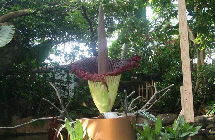 Egy hatalmas virág büdös virágokkal virágzott Amerikában.