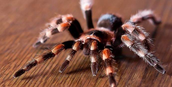 Amerikában terrorista pókot tartottak fogva