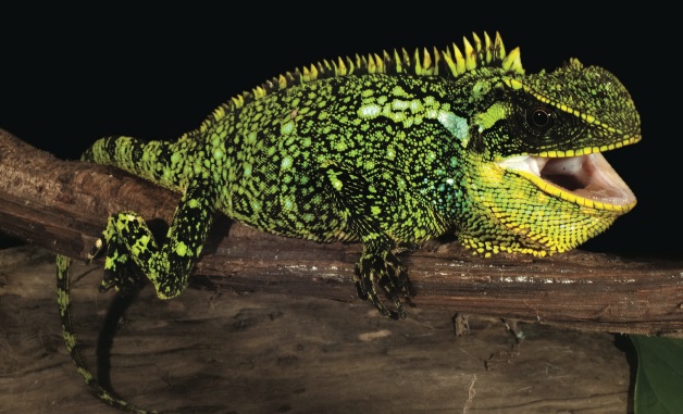 3 furcsa gyíkfaj található az Andokban