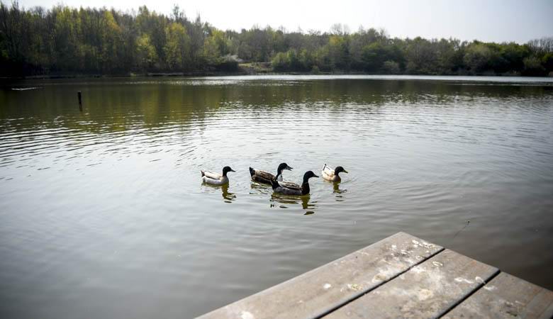 Az angol tóban az állatok eltűntek: az ok megtalálható, de senki sem tudja, hogyan lehet azt megszüntetni.