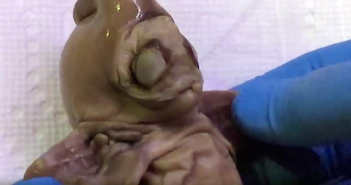 Arizonában talált egy, a tudomány számára ismeretlen lény holttestét