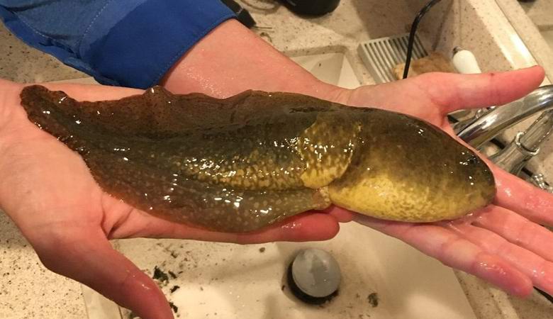 Arizona elkapott egy hatalmas ebihalot