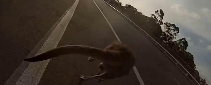 Az ausztrál fővárosban egy kenguru balesetet okozott