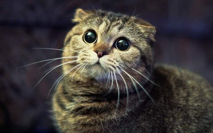 A macskák misztikusan eltűnnek Ausztriában