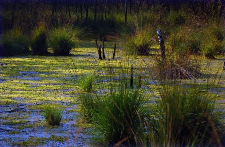 A mocsárban, a Cherepovets közelében, az emberek nyom nélkül eltűnnek