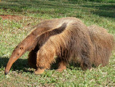 Brazíliában az óriás hangyászok két vadászat öltek meg