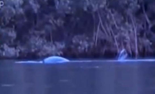 Egy furcsa lényt, egy sellő farkával, Brazíliában forgatták.