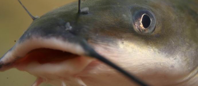 Bementem egy kínai család házába, és ott pogromot rendeztem ... harcsa