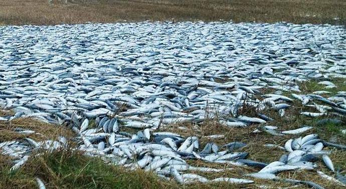 Honduras várja a halnapot