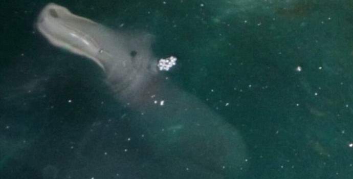 Egy csodálatos tengeri állatot lőttek le Görögországban