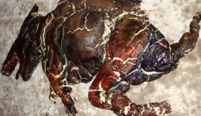 A Liba-Kristályban felfedeztek egy hátborzongató lény maradványait