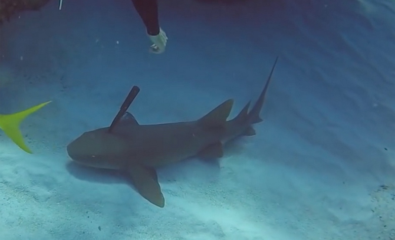 Indiában egy búvár megment egy sebesült cápát, aki segítségül úszott hozzá.