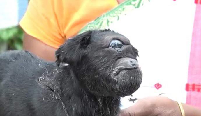 Egyszemű Indiában született