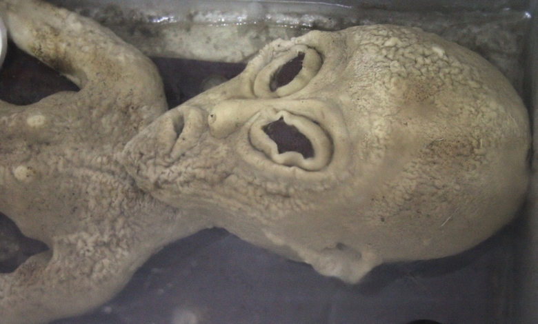 Egy videó, amelyen egy kerítésen beragadt idegen lépett fel az internetre