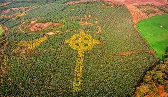 Írországban hatalmas, fákkal teli kelta keresztet találtak