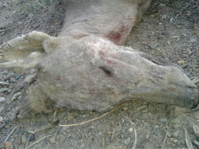 Sikerült megölnie Chupacabrát Kirgizisztánban?