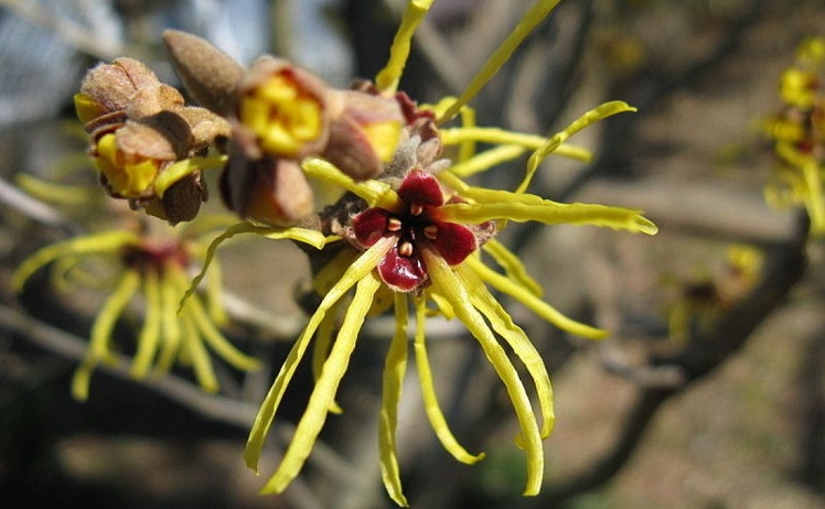 Kínában van egy növény, amely egy golyó sebességével lő magvakat (videó)