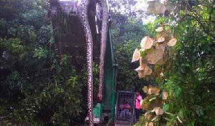 Kínában talált egy hatalmas kígyót