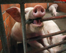 Kína több mint 500 sertés és kutya halálát vizsgálja meg egy éjszaka alatt