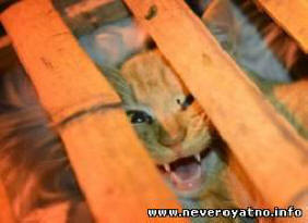 Kínában macskák százai mentették el az evéstől