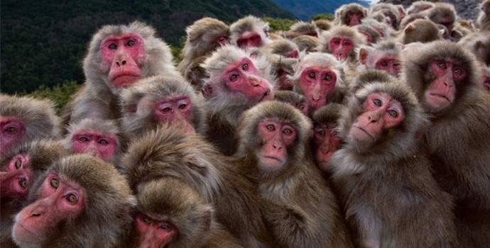 A kínai hadsereg majmok szolgálatában kezdett