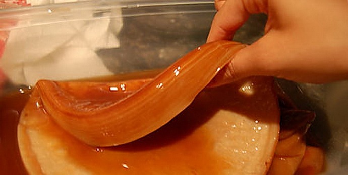 Kombucha küldött az űrbe