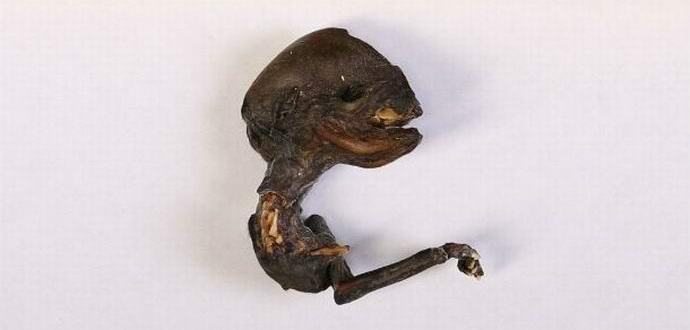 Egy csodálatos lény, amelyet a Krasnojarski területén találtak