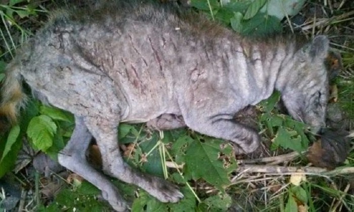 Lettország erdőiben vannak Chupacabrák?