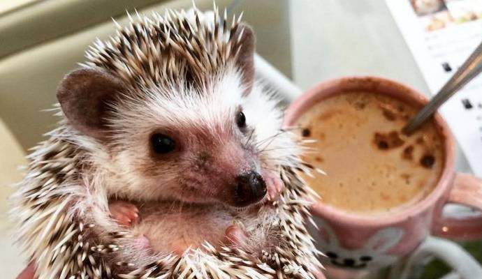 Az élő sündisznók szerepelnek egy japán kávézó menüjében