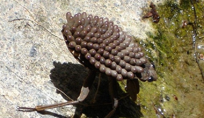 Egy új gyilkos rovar jelent meg a világon.