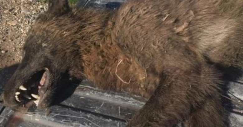 Montanában lőtt egy farkasszerű állatot