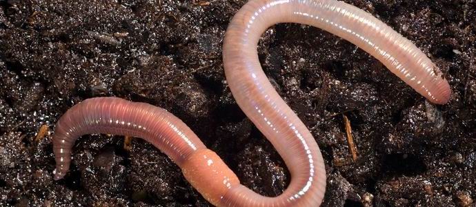 A férgek estek Norvégiában