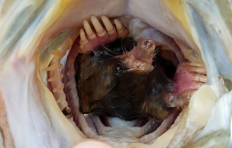 Valakit találtak egy sügér szájában