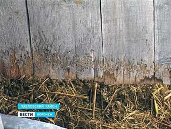 Pavlovskban a chupacabra ismét vadászatra ment.