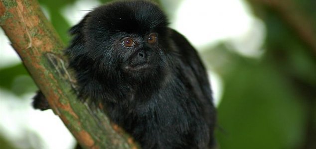 Egy új majomfajt fedeztek fel Peruban